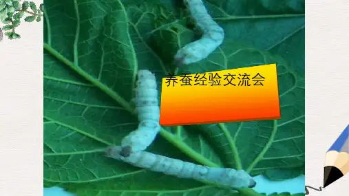 四年级科学下册2.4养蚕经验交流会课件1苏教版