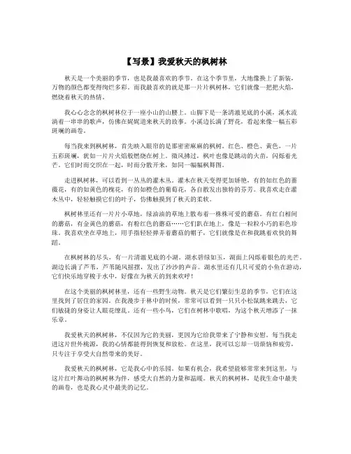 【写景】我爱秋天的枫树林