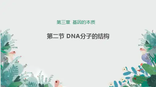 DNA的结构说课课件-2023-2024学年高一下学期生物人教版必修2