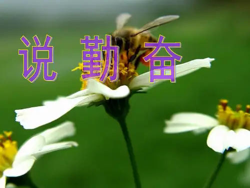《说勤奋》PPT课件3 (共39张PPT)