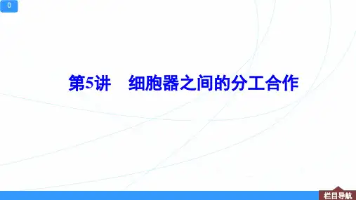 新高考一轮复习人教版细胞器之间的分工合作(70张)课件