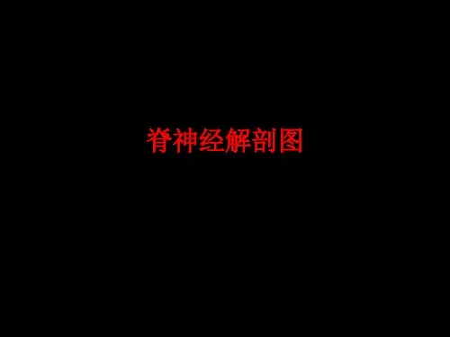 脊神经解剖图