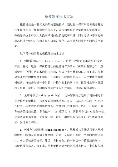 橄榄嫁接技术方法