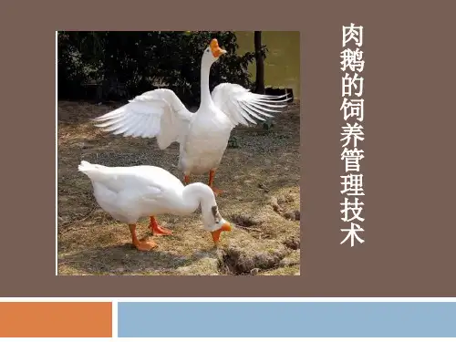 肉鹅的饲养管理技术