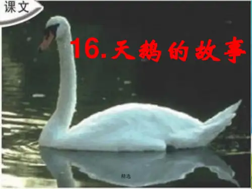 【通用】《天鹅的故事》PPT课件(苏教版四年级下册语文).ppt