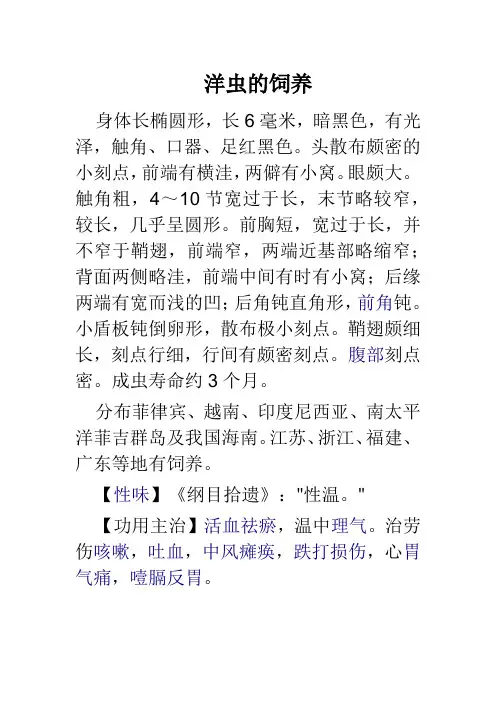 洋虫的饲养