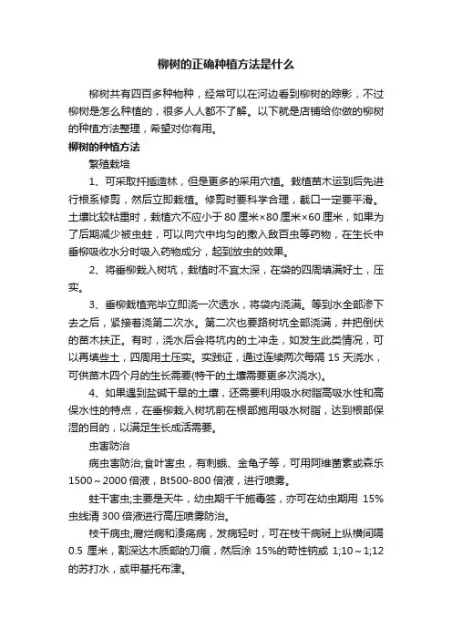 柳树的正确种植方法是什么