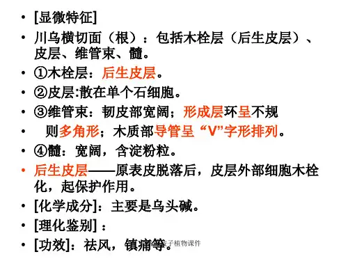 各论被子植物课件