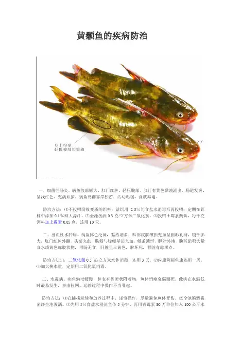 黄颡鱼的疾病防治