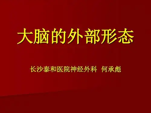 大脑的外部形态