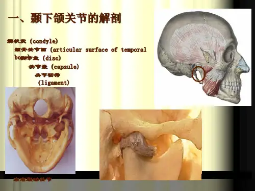 颞下颌关节解剖生理结构讲课ppt课件.ppt