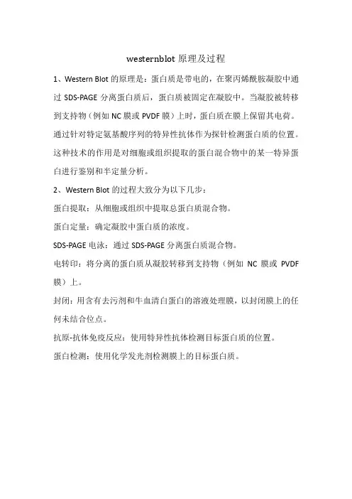 westernblot原理及过程
