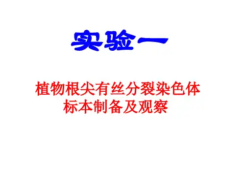 实验一有丝分裂