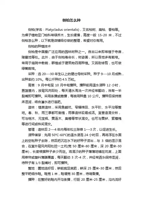 侧柏怎么种