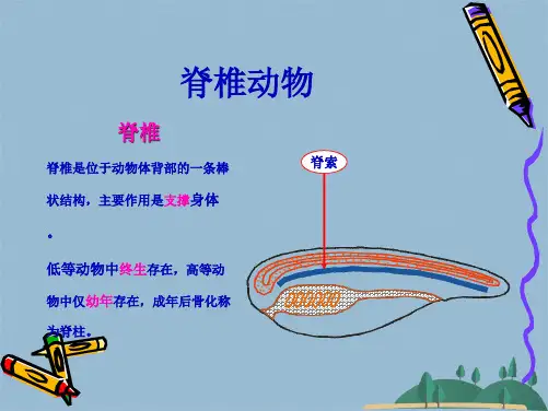 八下生物学动物类群—脊椎动物课件(共56张PPT)