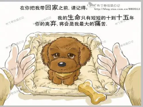 狗狗PPT课件