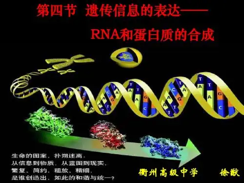 人教版教学课件2010年浙江省生物培训课件： 遗传信息的表达(衢州高级中学)ppt