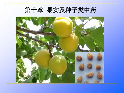 (精品)12第十章果实种子类中药