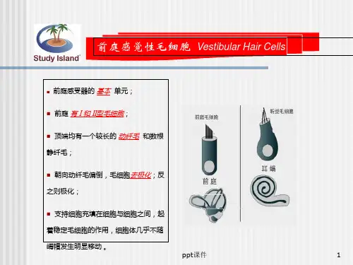 《前庭系统的功能解剖学》前庭感觉性毛细胞  ppt课件