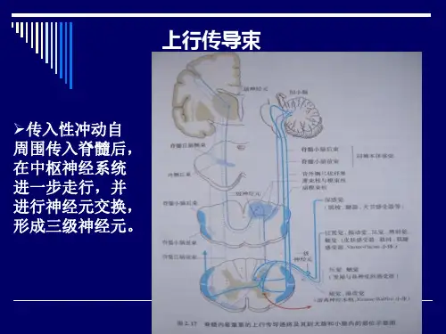 中枢神经通路-PPT课件