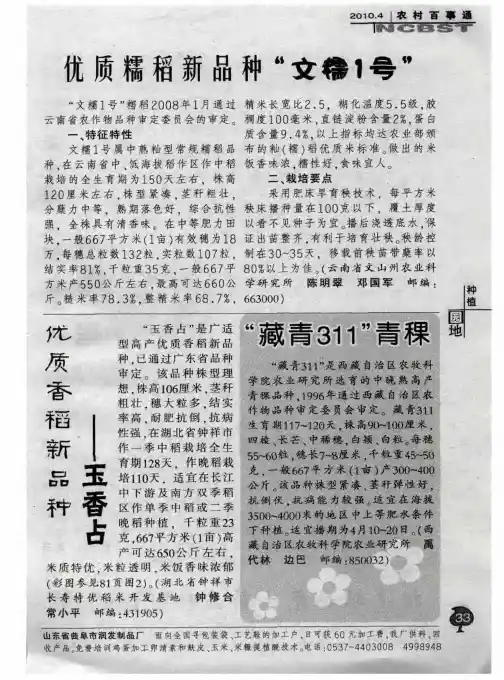 优质糯稻新品种“文糯1号”