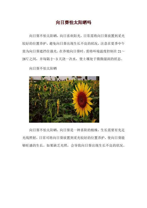 向日葵怕太阳晒吗