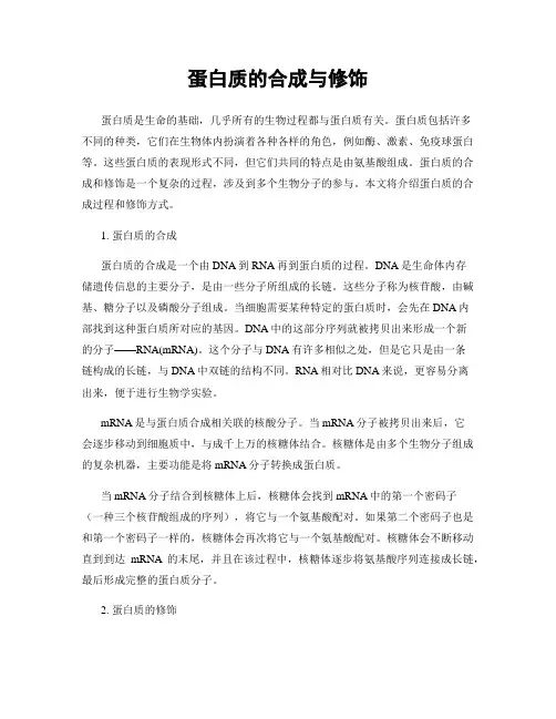 蛋白质的合成与修饰