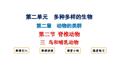 脊椎动物鸟和哺乳动物PPT