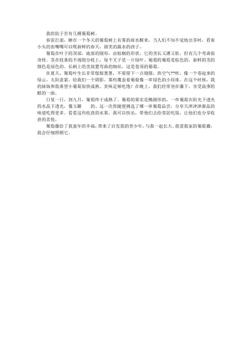 我家的葡萄树