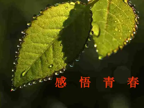 初一政治上学期感悟青春2(2019年10月整理)