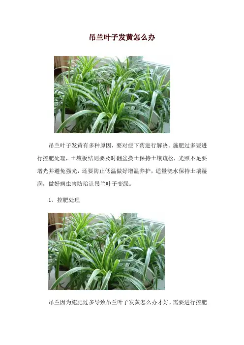 吊兰叶子发黄怎么办