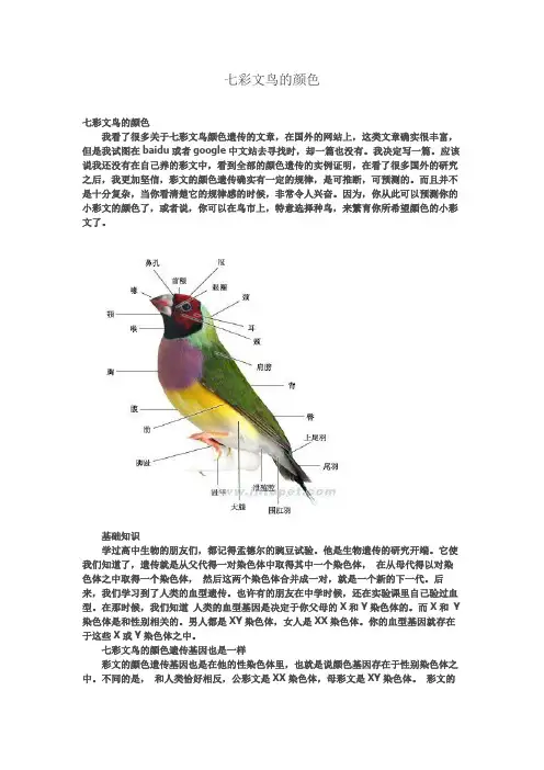 七彩文鸟的颜色