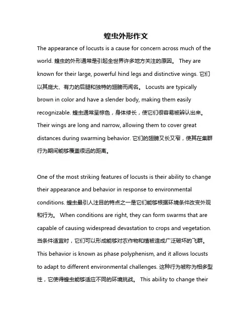 蝗虫外形作文
