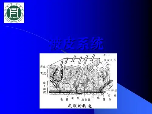 家畜被皮系统ppt课件