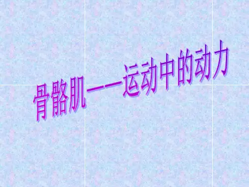 骨骼肌1中学生物教学课件课件.ppt