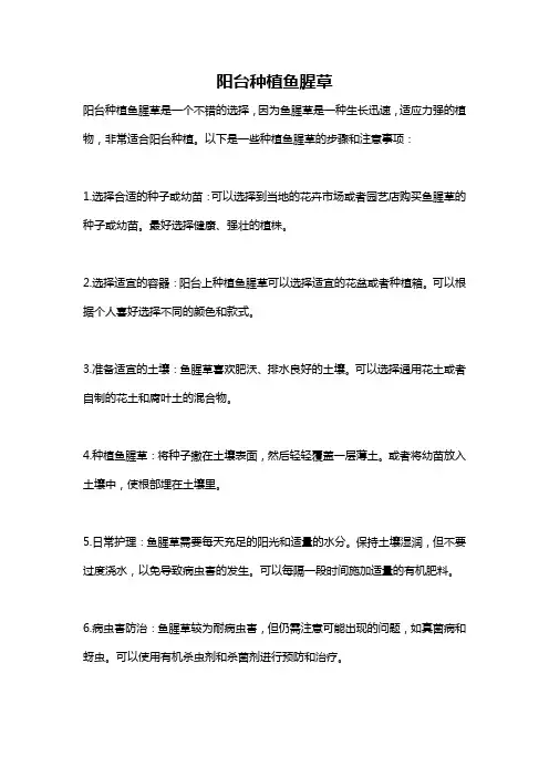 阳台种植鱼腥草