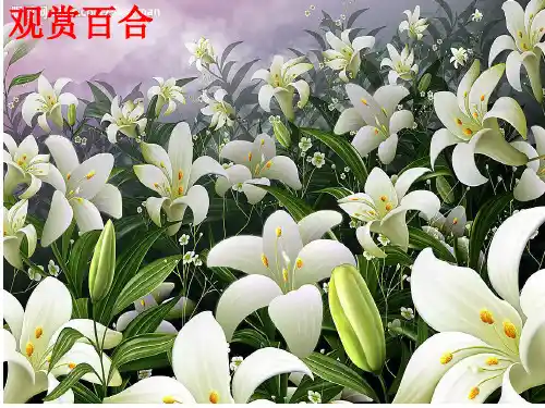 百合分类