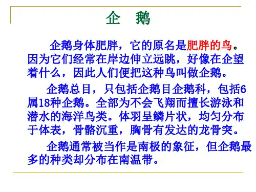 海洋鸟类