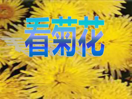 《看菊花》PPT课件二