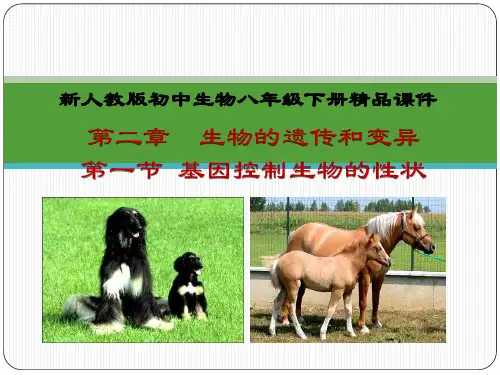基因控制生物的性状（课件ppt）