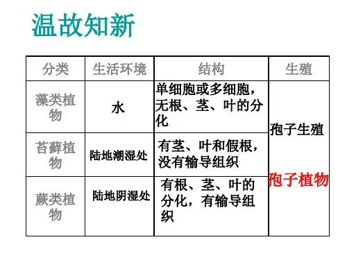 人教版生物七年级上册3.种子植物课件