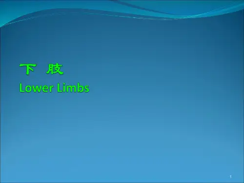 人体下肢解剖PPT课件