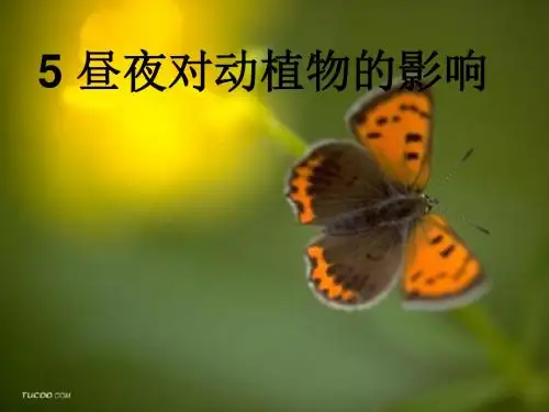 五年级上册科学昼夜对动植物的影响苏教版 (10)