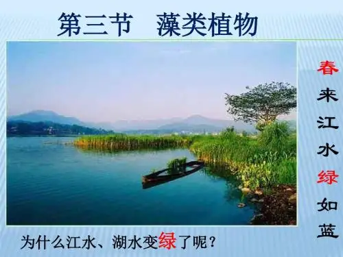 冀教版第三章第三节藻类植物(共24张PPT)