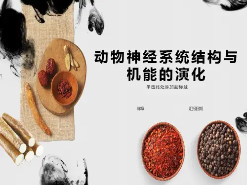 动物神经系统的演化