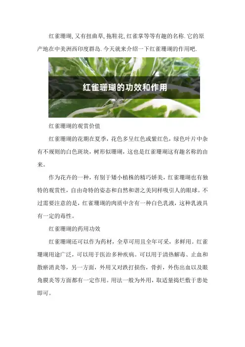 红雀珊瑚的功效和作用
