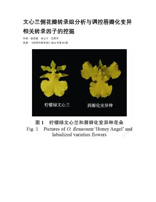 文心兰侧花瓣转录组分析与调控唇瓣化变异相关转录因子的挖掘