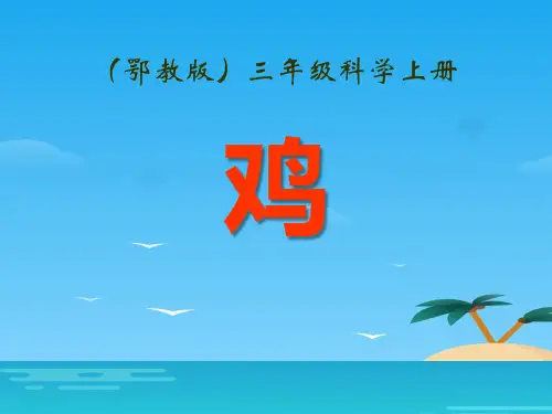 《鸡》家养小动物PPT课件[优秀课件资料]