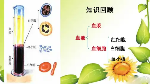 七年级生物下册 第四节 输血与血型