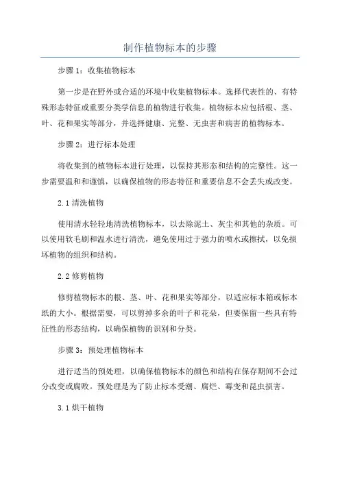 制作植物标本的步骤